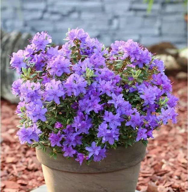 Zwerg Rhododendron Purple Pillow Rhododendron russatum Alpenrose in Purple, Topfgröße 25-30 cm - Bild 1