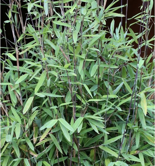 Fargesia nitida Black Pearl Gartenbambus in Schwarz, Höhe: 60-80 cm - Bild 1