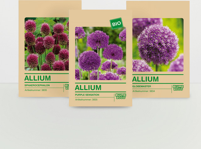 Alliumzwiebel Set aus Zierlauch von BLUME2000 mit 31 Zwiebeln für Garten und Beete - Bild 1