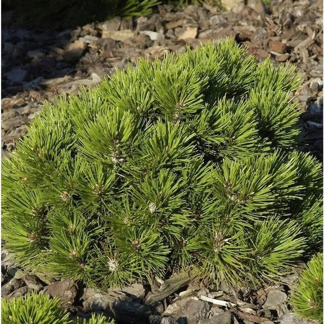 Zwerg Schlangenhaut Kiefer Pinus eucodermis in Grün, Höhe: 10-15 cm - Bild 1