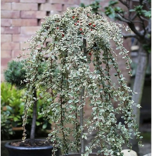 Cotoneaster dammeri Hochstamm als Gartenbaum in Grün und Rot, Höhe: 40-60 cm - Bild 1