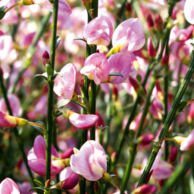 Rosa Elfenbein-Ginster Moyclare Pink als Zierstrauch für deinen Garten oder Innenbereich - Bild 1