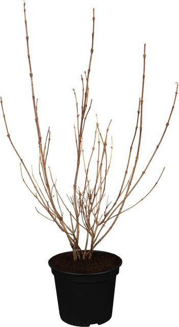 OBI Buntblättrige Zwerg-Weigelie Weigela florida Nana Variegata im Topf, Höhe: 50 - 60 cm - Bild 1