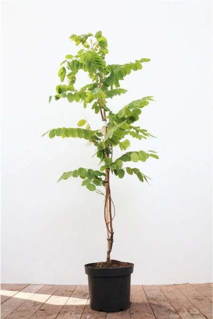 Robinia Hispida Macrophylla mit rosa Blüten, Zierstrauch für den Außenbereich, Höhe: 60–100 cm - Bild 1