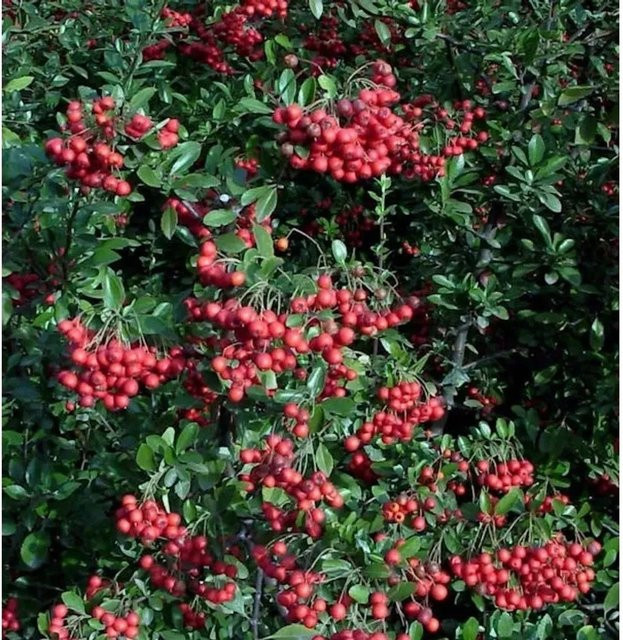 Pyracantha Feuerdorn Red Column Ziergehölz, Höhe: 80-100 cm - Bild 1