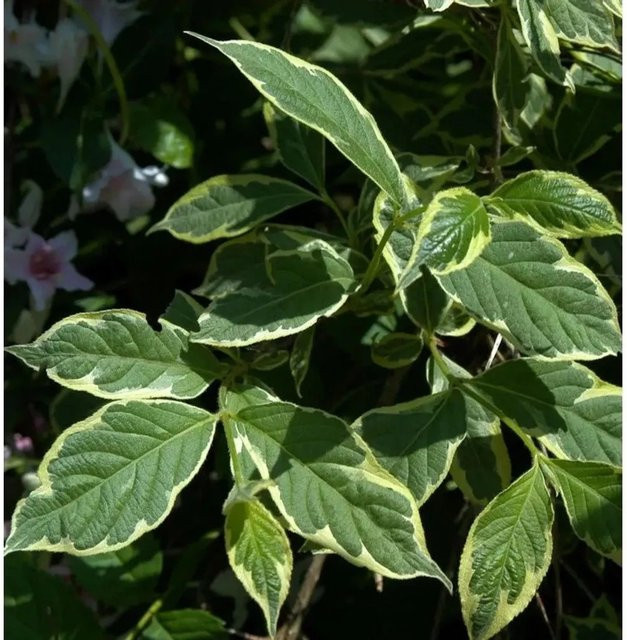 Weißbunte Weigelie Weigela florida als Ziergehölz von Nr-01.de, Höhe: 60-80 cm - Bild 1