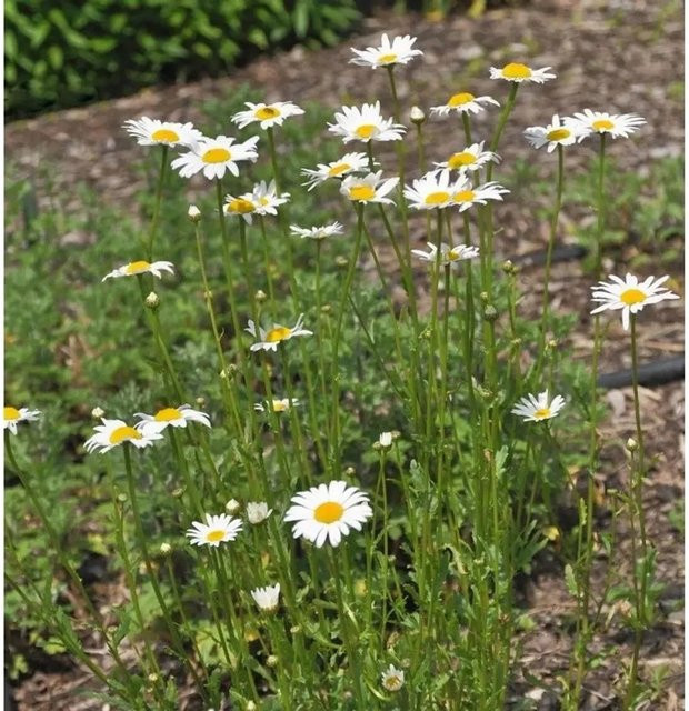 Gartenmargerite Leucanthemum vulgare weiß von Nr-01.de als mehrjährige Pflanze im Topf - Bild 1