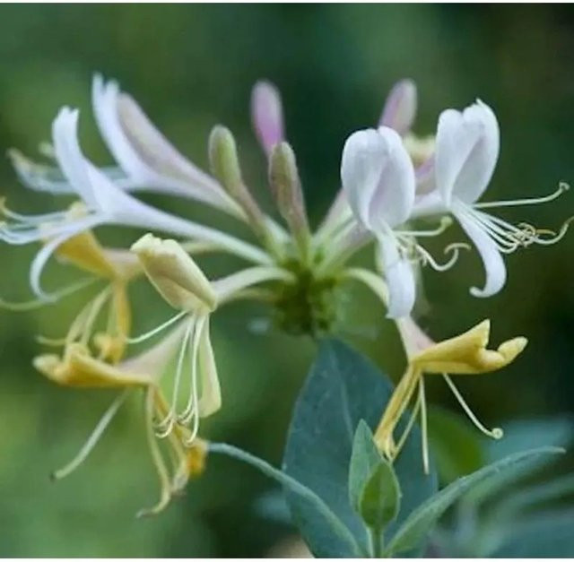 Lonicera periclymenum Waldgeisblatt Kletterpflanze für den Garten, Höhe: 125-150 cm - Bild 1
