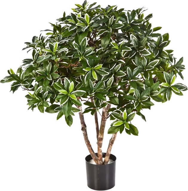 Künstlicher japanischer Spindelstrauch Wilma von artplants in Grün, Höhe: 75 cm - Bild 1