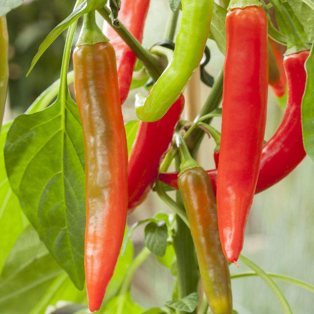BIO Chili Flambinos Capsicum annuum von BLUME2000 - Bild 1