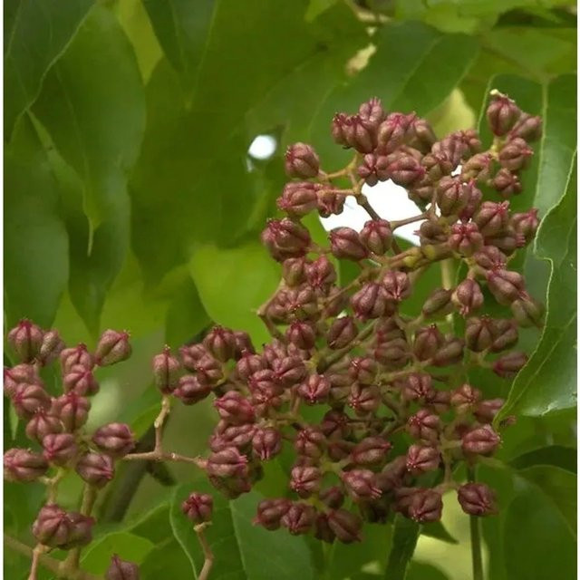 Bienenbaum Tetradium daniellii Samthaarige Stinkesche, 60-80 cm, grün - Bild 1