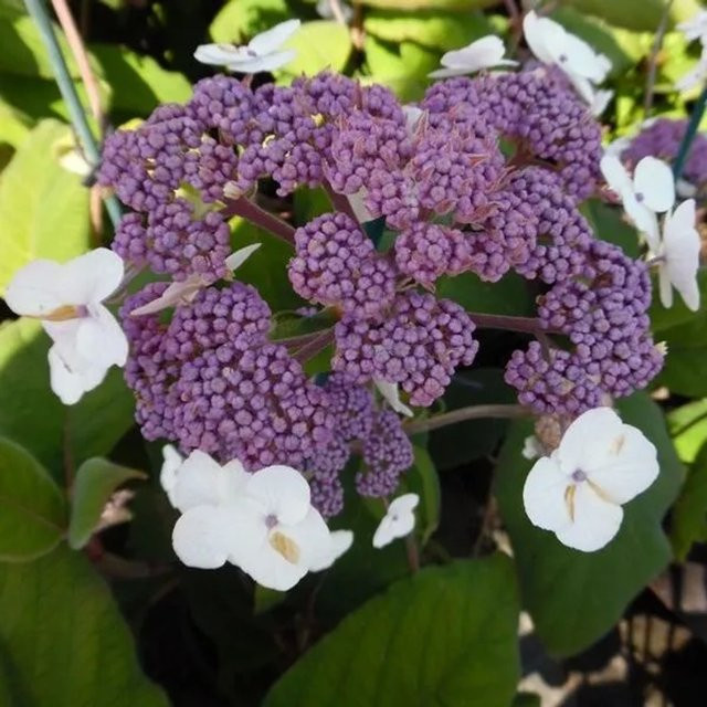 Arborix Samthortensie Hydrangea aspera im Container mit dunkelgrünem Laub - Bild 1