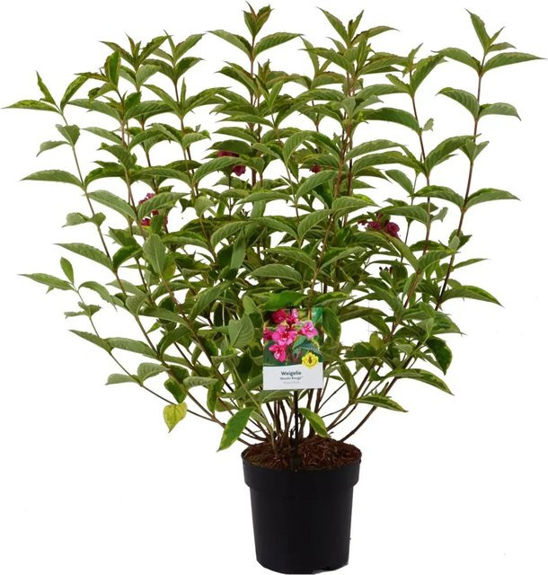 Weigela florida Moulin Rouge Zierstrauch für den Garten, Höhe: ca. 50-60 cm - Bild 1