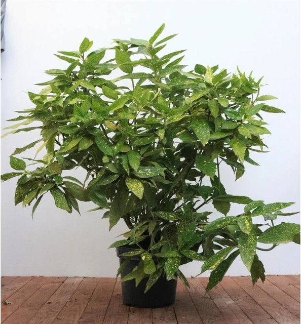 Japanische Aukube Aucuba Japonica Variegata mit buntem Laub, Höhe: 80–100 cm - Bild 1