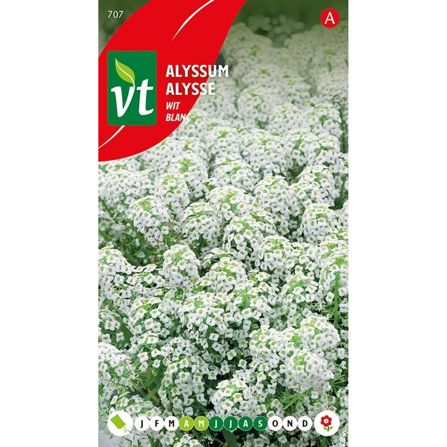 Arborix Steinkraut Teppich aus Schnee Alyssum Samen für den Garten als niedriger Bodendecker, 0,5 g - Bild 2