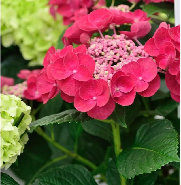 Hydrangea serrata Hortensie Cotton Candy Strauch in Blau, Rosa und Pink - Bild 1