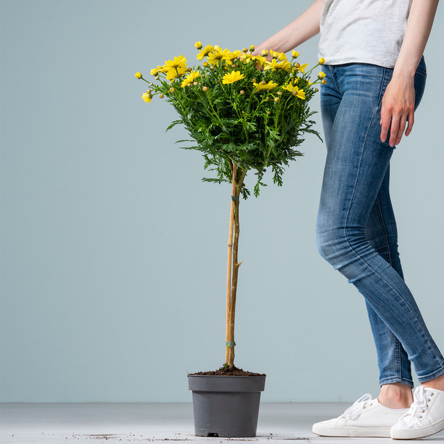 Gelbes Margeriten-Stämmchen Argyranthemum frutescens von BLUME2000 im Topf - Bild 1