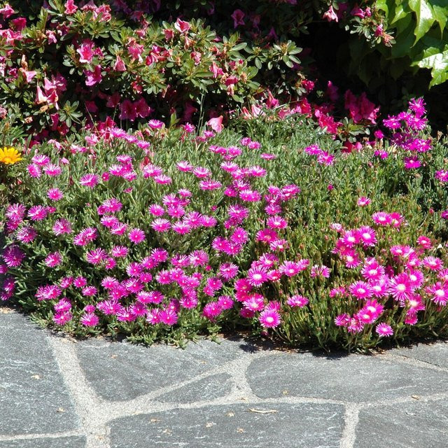 Mittagsblume in Pink - Bild 1