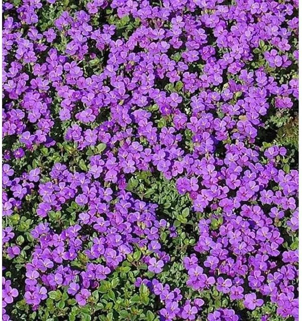 Aubrieta cultorum Blaukissen für Stauden- und Steingärten in Blau und Violett - Bild 1