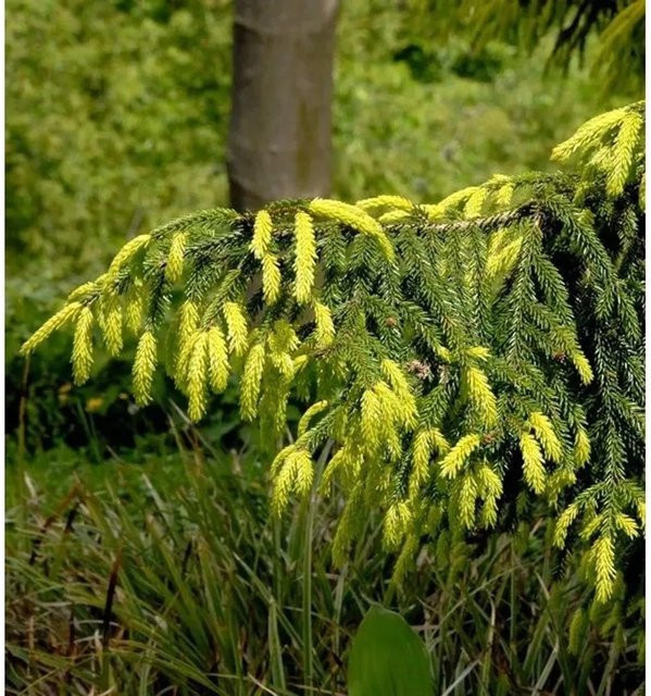 Orientalische Goldfichte Picea orientalis Aurea gelb-grün für den Garten, Höhe: 40-50 cm - Bild 1