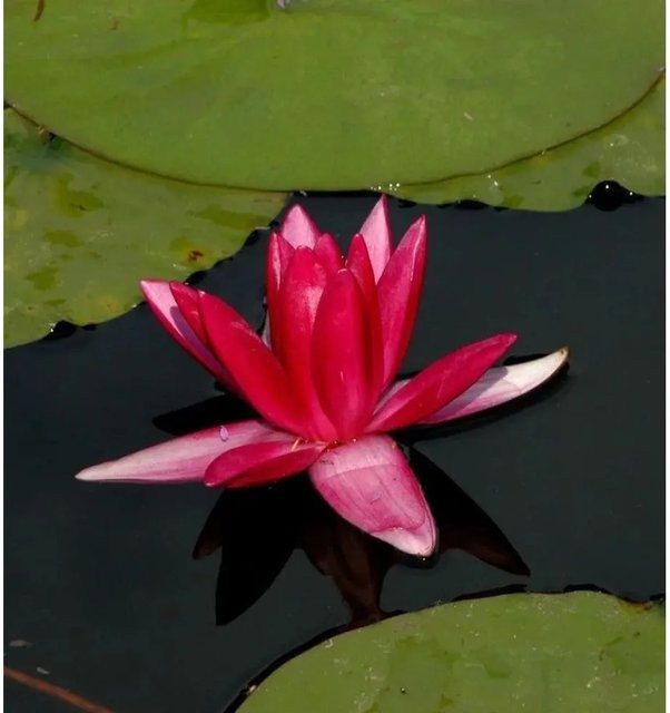 Zwerg Seerose Rubra Nymphaea pygmaea rote Teichpflanze - Bild 1