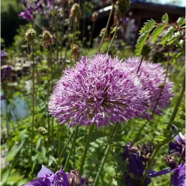Zierlauch Summer Beauty Allium hybride lila Staude für Garten und Balkon - Bild 1