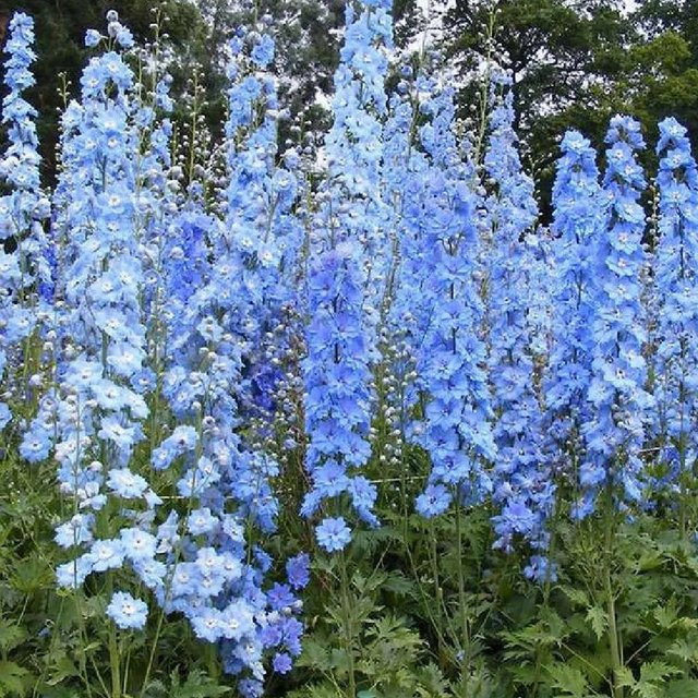 6er Set arborix Pacific-Rittersporn Summer Skies Delphinium mit hellblauen Blüten, mehrjährige Gartenpflanze im 9cm Topf - Bild 1