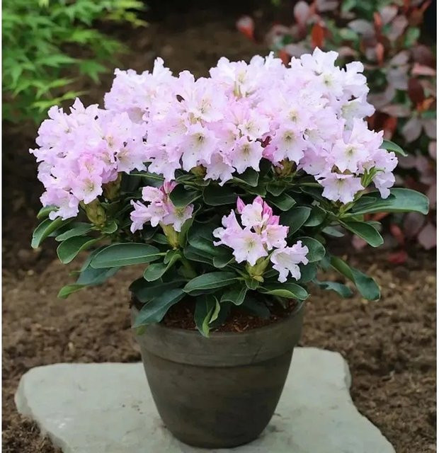 Großblumige Rhododendron Dufthecke Alpenrose in Lila, Pflanzenhöhe: 25-30 cm - Bild 1