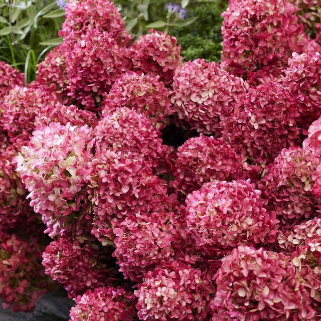 Rispenhortensie Living Little Rosy in Rot für Garten, Balkon und Terrasse - Bild 1