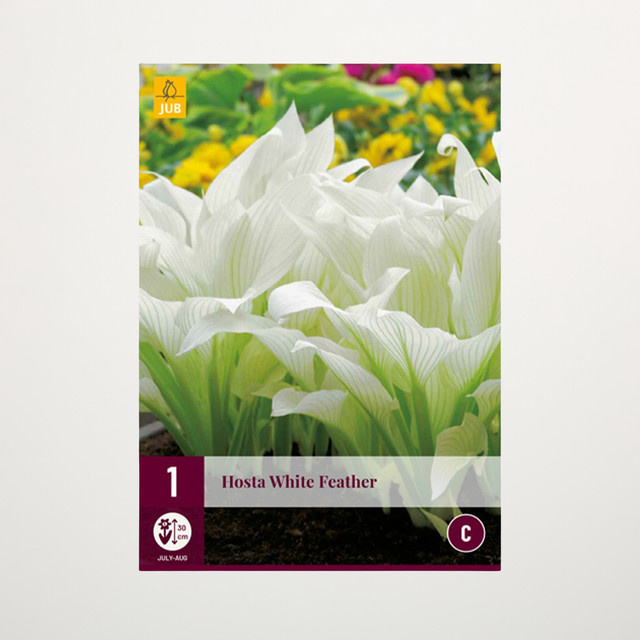 Hosta White Feather Funkienpflanze als Wurzel von BLUME2000 - Bild 1