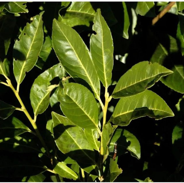 Lorbeerkirsche Prunus laurocerasus Greenpeace Baum für den Garten, Höhe: 60-80 cm - Bild 1