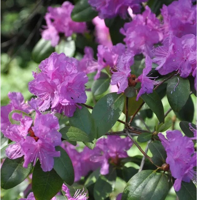 Rhododendron minus kleinblütiger Strauch von Die Nr-01.de, Höhe: 15-20 cm - Bild 1