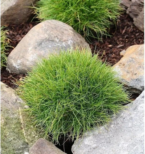Bärenfellschwingel Pic Carlit Festuca gautieri als grüner Bodendecker für Garten und Steingarten im Topf - Bild 1