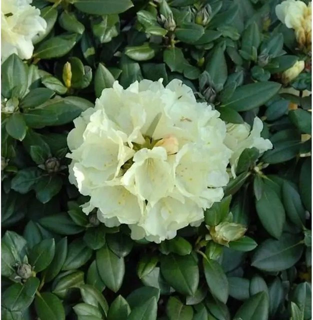 Rhododendron Centennial Gold Alpenrose von Die Nr-01.de in Gold - Bild 1