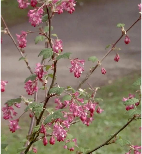 Blut-Johannisbeere Amore Ribes sanguineum Zierstrauch in Pink, Höhe: 60-80 cm - Bild 1