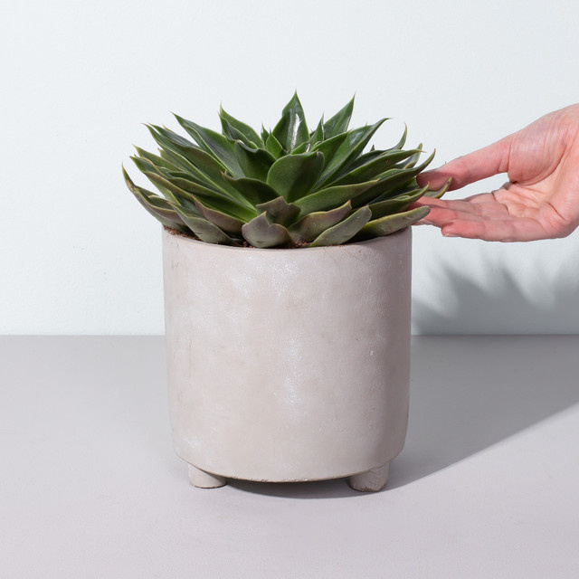 Echeveria Trigona Sukkulente von BLUME2000 in Grün und Orange mit Topf für den Innenbereich - Bild 1