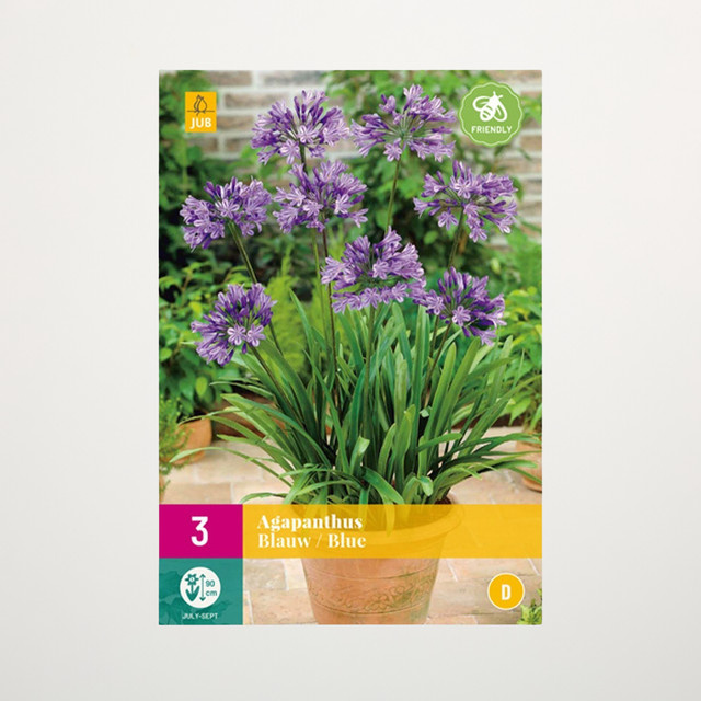Agapanthus Zwiebeln in Blau von BLUME2000 für Terrasse und Balkon, 3 Stück - Bild 1