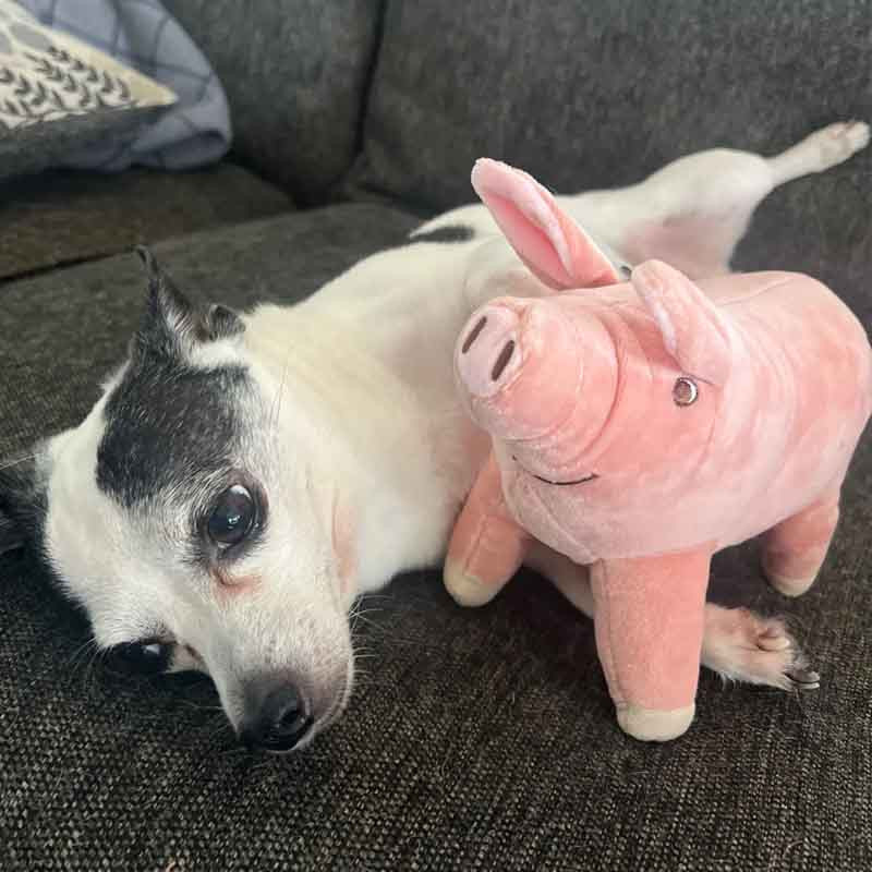 Linyi toy Schwein Plüsch Spielzeug 14cm - Bild 3