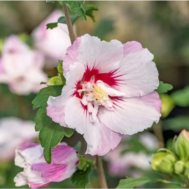 Hibiscus syriacus Fiji Eibisch Strauch, Farbe: Weiß, Höhe: 40-60 cm - Bild 1