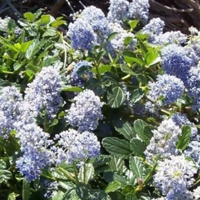Arborix Säckelblume Edinburgh Ceanothus mit dunkelblauen Blüten im Container, Höhe: 30 bis 40 cm - Bild 1