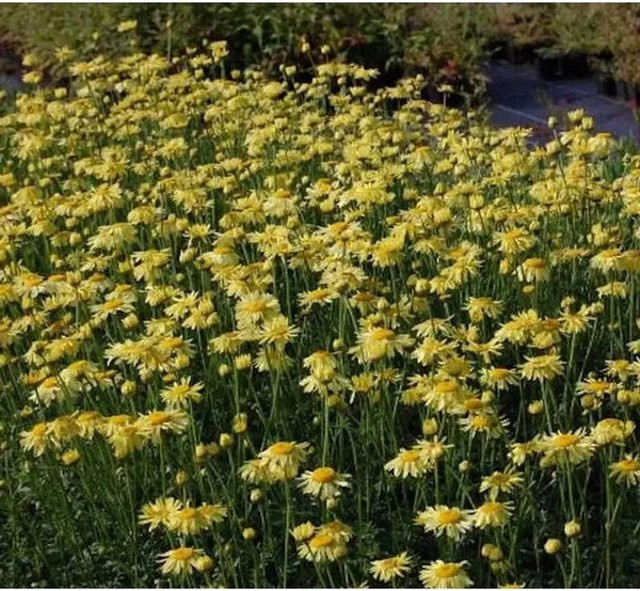 Färberkamille E.C. Buxton Anthemis tinctoria gelbe mehrjährige Pflanze im Topf - Bild 1