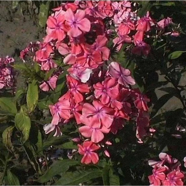 Hohe Flammenblume Bornimer Nachsommer Phlox paniculata in Pink als Beetpflanze und Schnittblume von Nr-01.de - Bild 1