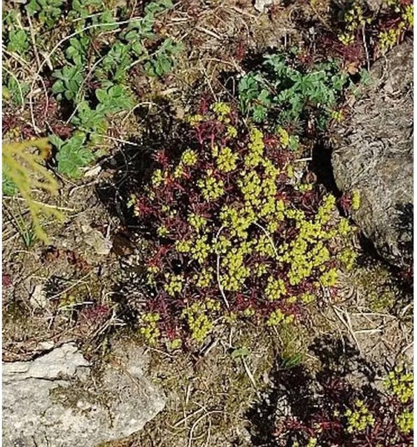 Euphorbia characias Fens Ruby Wolfsmilch Staude als grüner Bodendecker für Steingarten und Bauerngarten - Bild 1