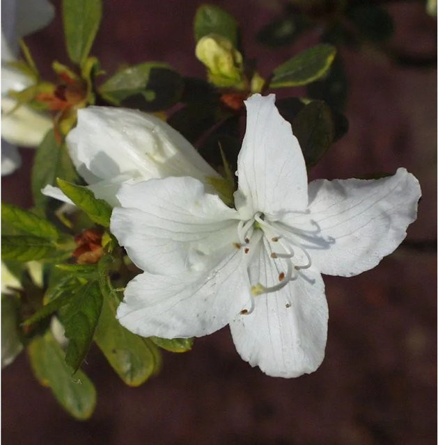 Japanische Azalee Rhododendron obtusum Luzi als Zwerg Alpenrose, Topfpflanze 20-25 cm - Bild 1