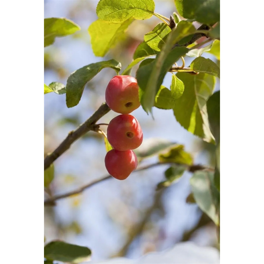 Malus Red Sentinel Zierapfel mit roten Früchten, Höhe: 100–125 cm - Bild 2
