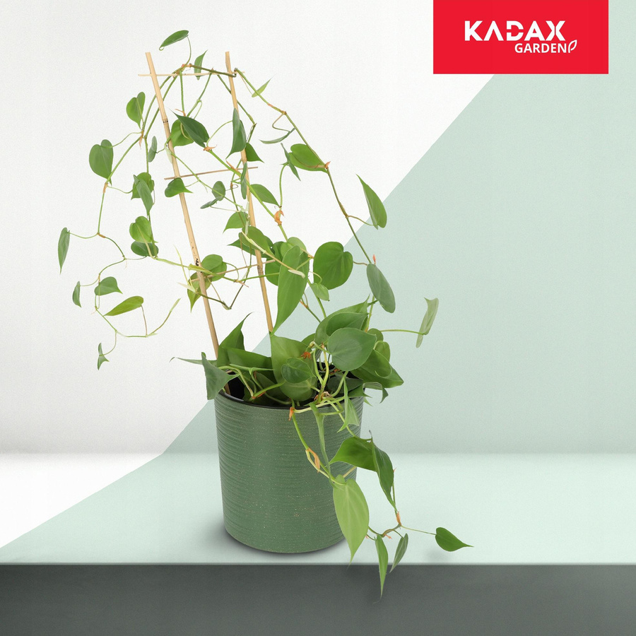 KADAX Pergola Stütze Leiter aus Bambus, 5 Stück, Höhe: 38 cm - Bild 2