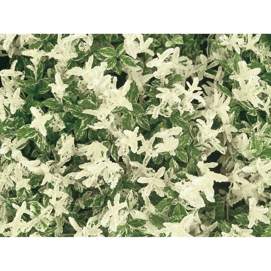 Euonymus fortunei Helix Kriechspindel Harlequin Weiß, pflegeleichter Bodendecker und Zierstrauch für Balkon und Terrasse, Topf-Ø ca. 9 cm - Bild 2