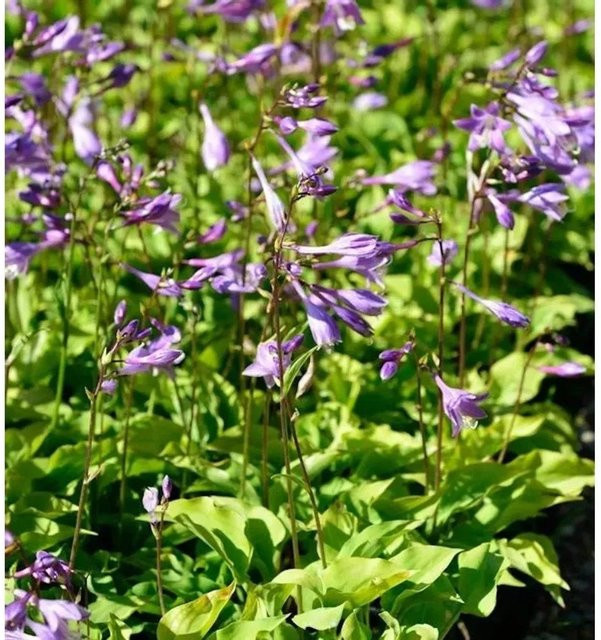 Hosta minor Zwerg Funkie Staude von Nr-01.de - Bild 1