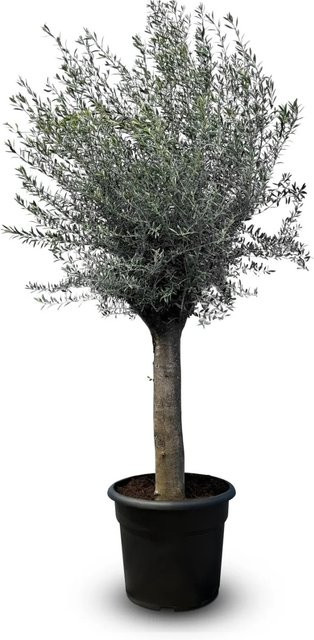 Sunny-Tree Olivenbaum Olea Europea, fruchttragend und immergrün, Höhe: 240 cm - Bild 1