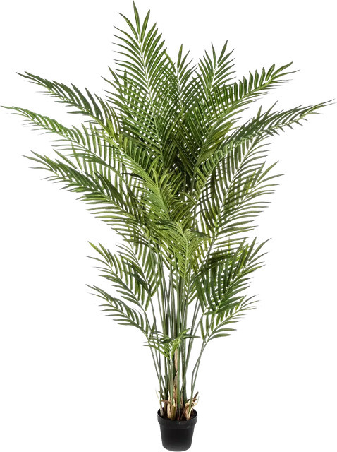 Künstliche Goldfruchtpalme Eva von Aplanta, Höhe: 200 cm - Bild 1